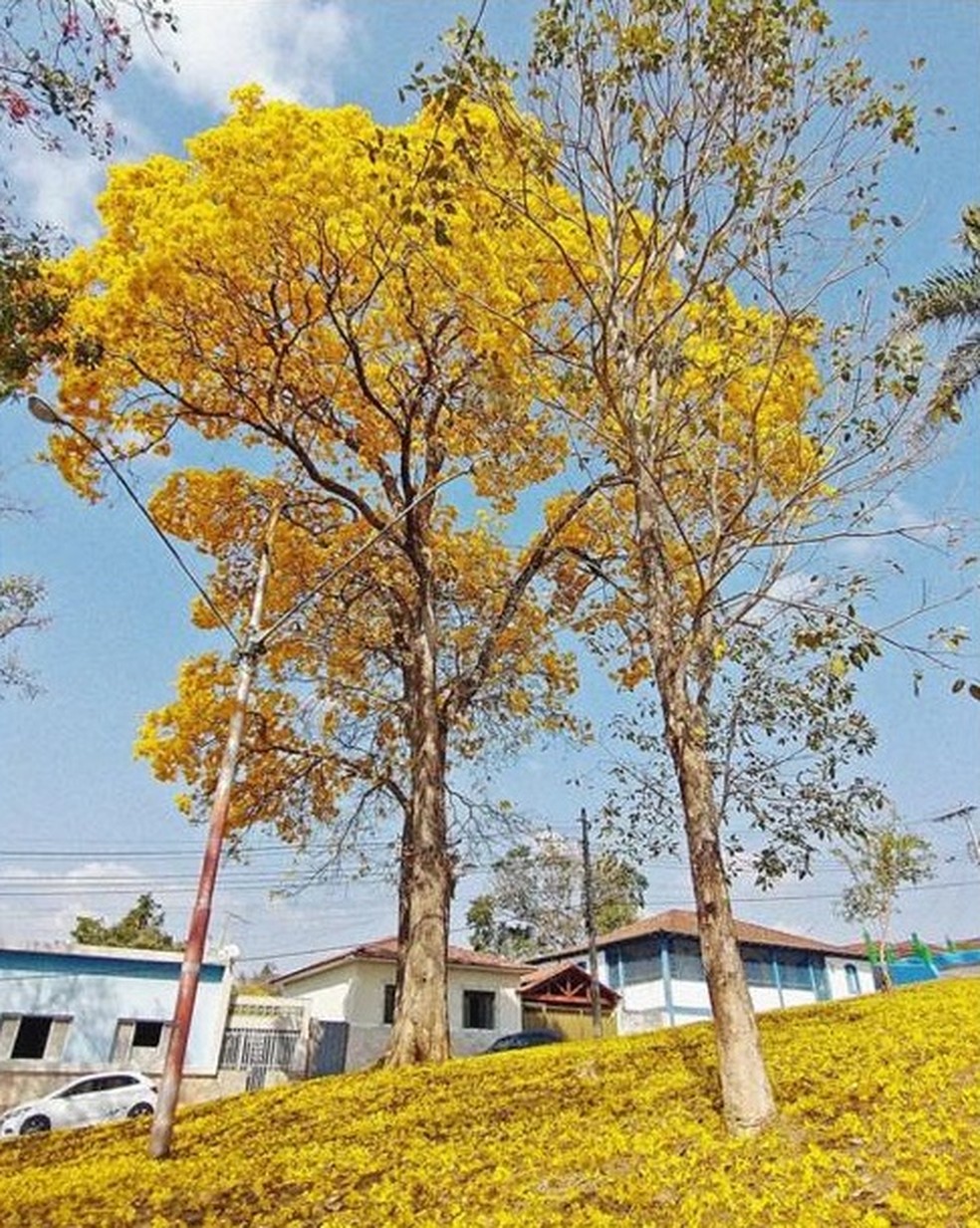 cores da florada dos ipês