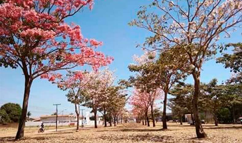 ipê roxo florada