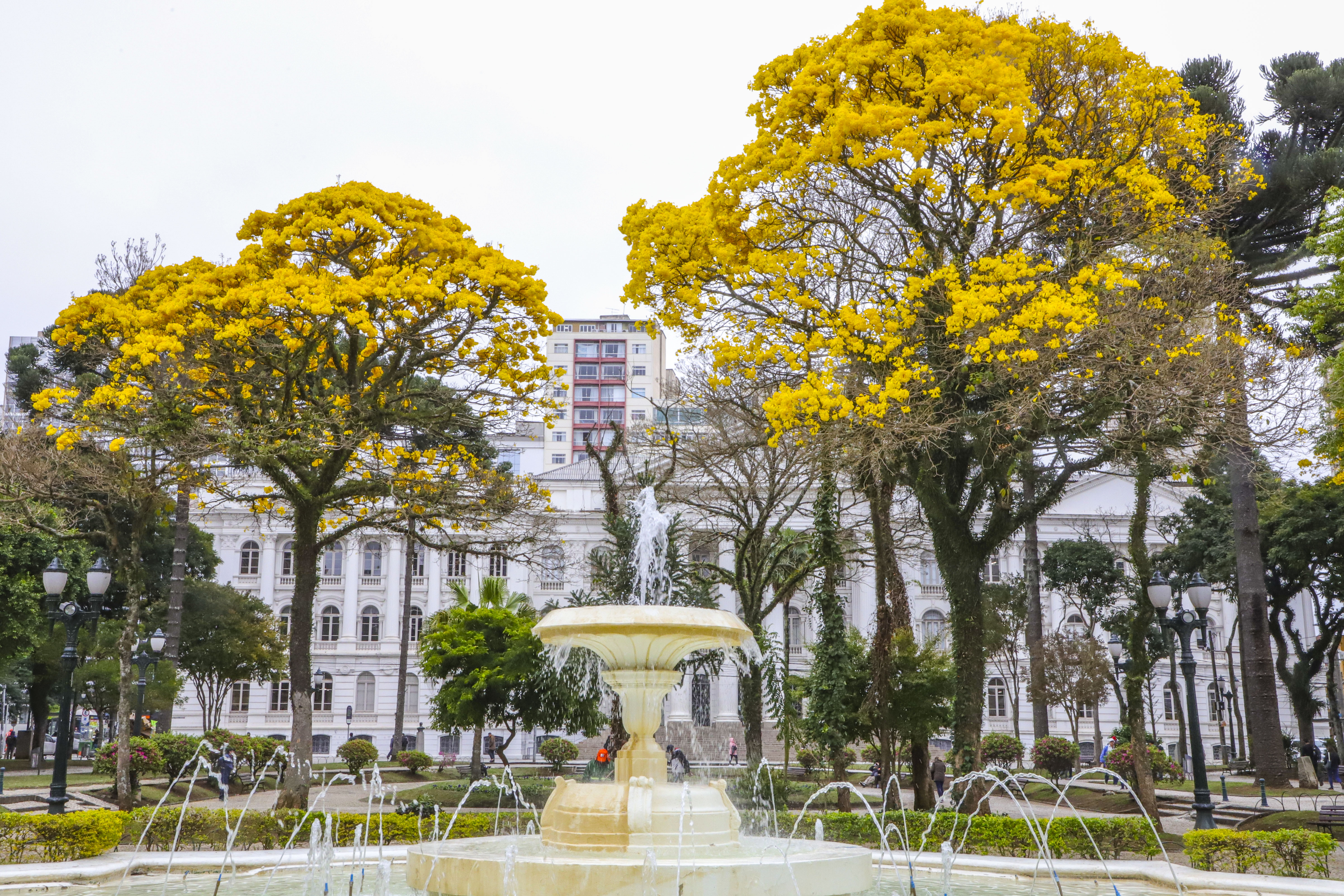 ipê rosa florada