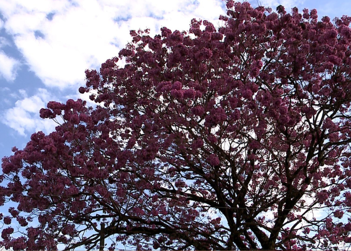 ipê branco florada