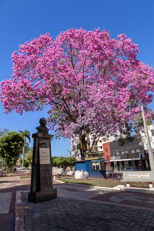 duração da florada dos ipês