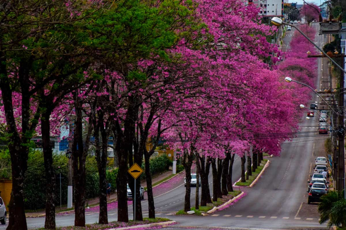 ipê amarelo florada