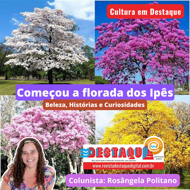 ipê rosa florada