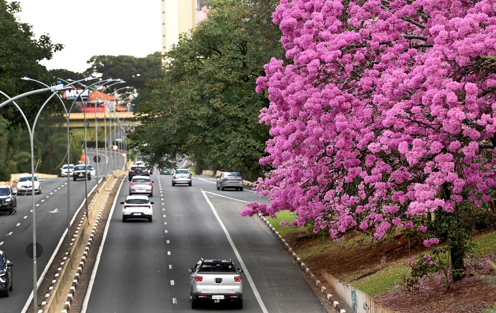 ipê branco florada