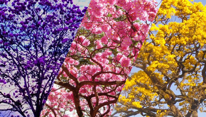 florada ipê inverno