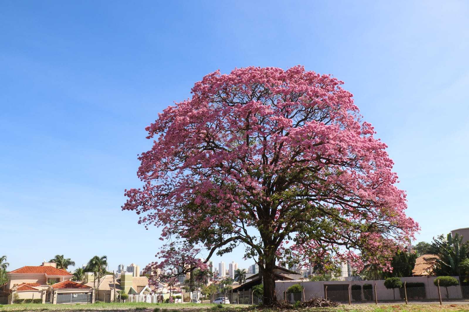 ciclo da florada dos ipês
