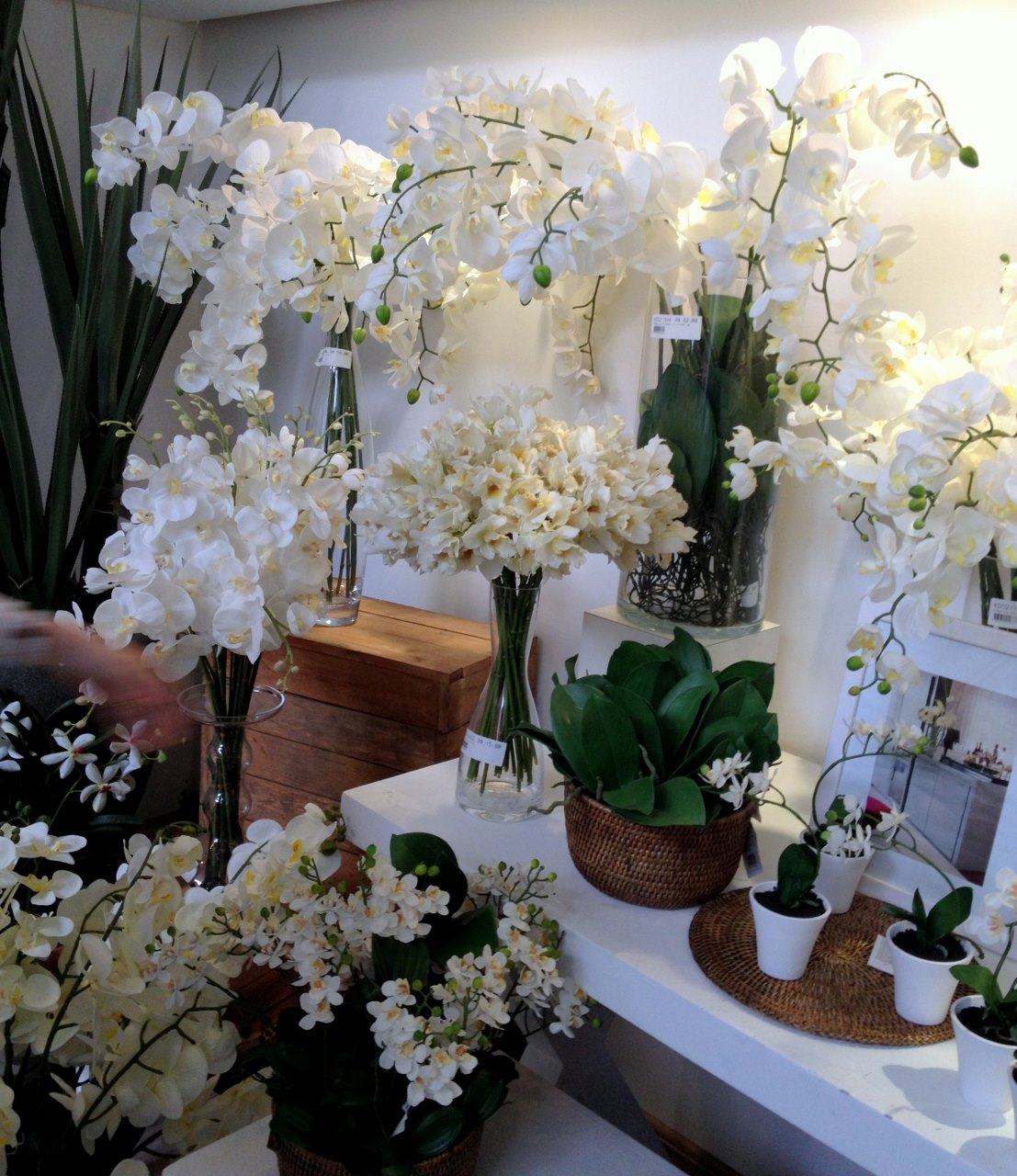 5 Dicas Essenciais para Manter suas Plantas Permanentes Impecáveis