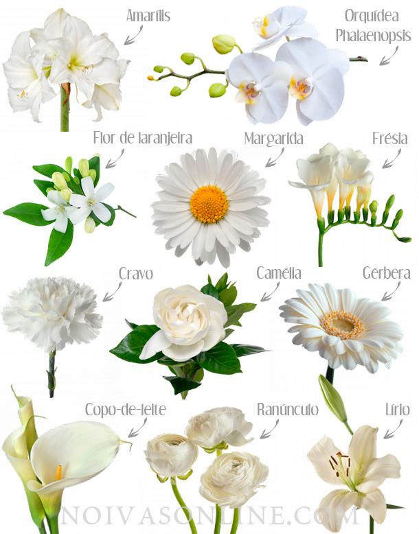 tipos de flores brancas