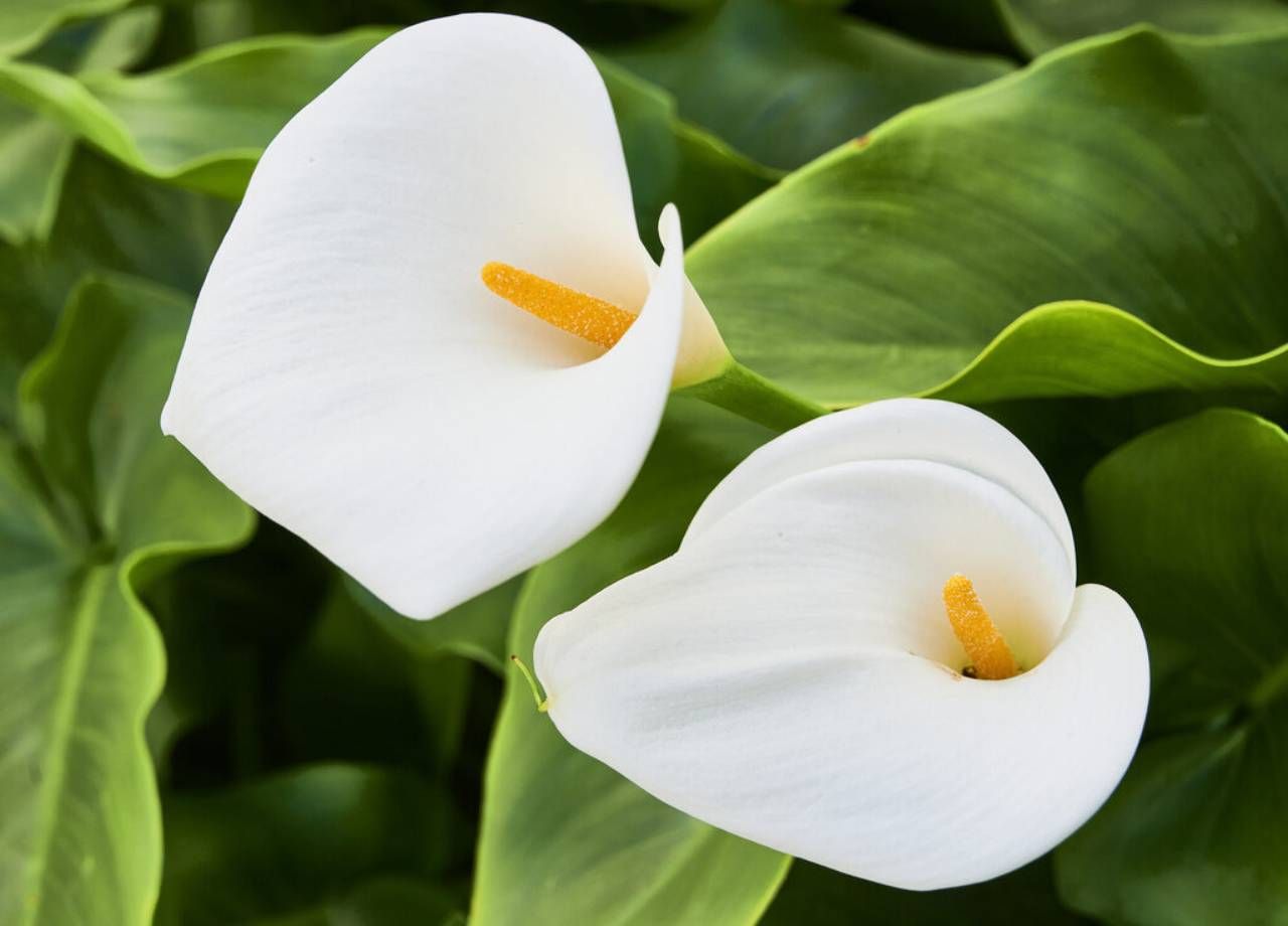 plantas com flores brancas