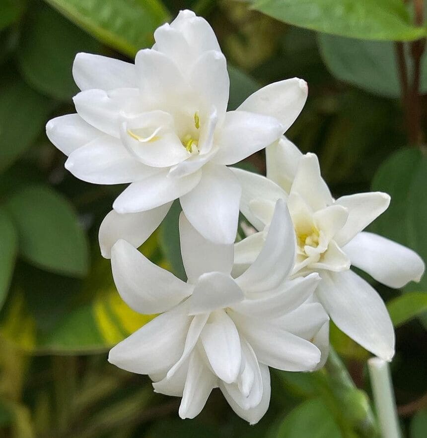 flores brancas para jardim