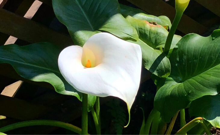 flores brancas resistentes