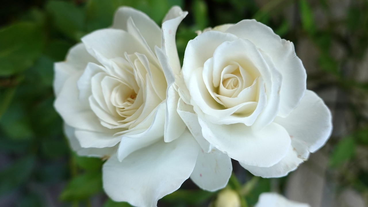 flores brancas de corte