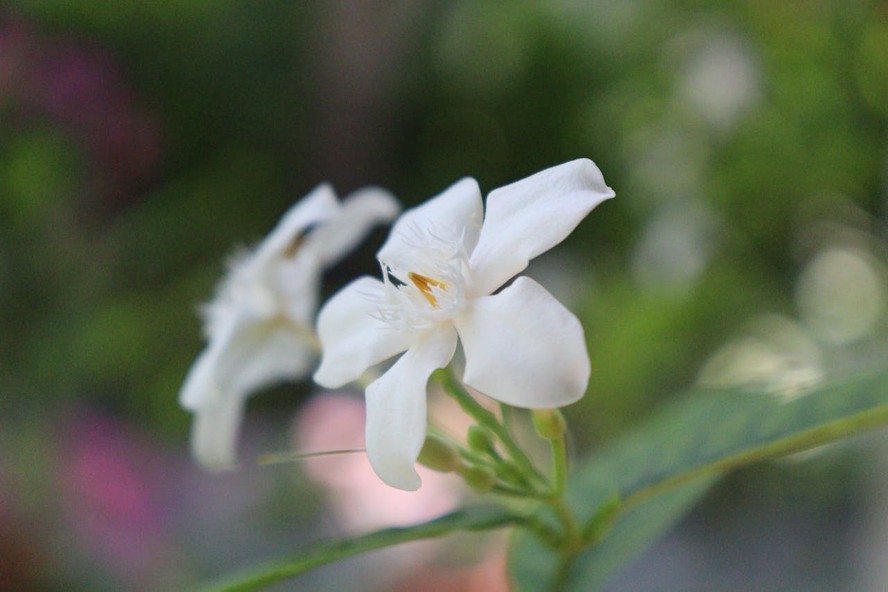 flores brancas e elegantes