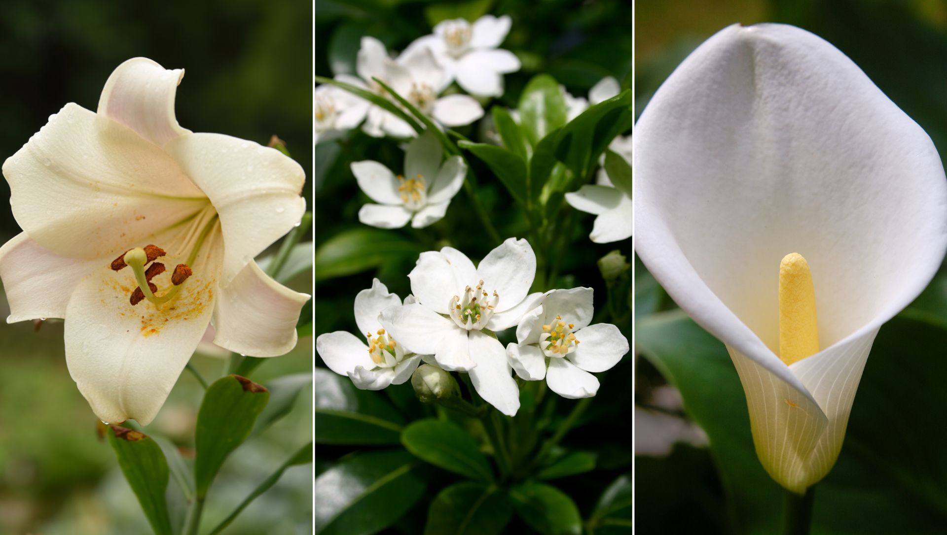 flores brancas resistentes