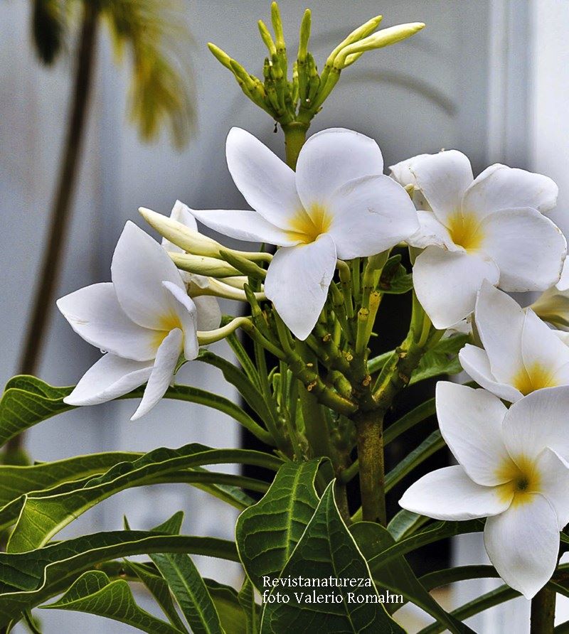 flores brancas de corte