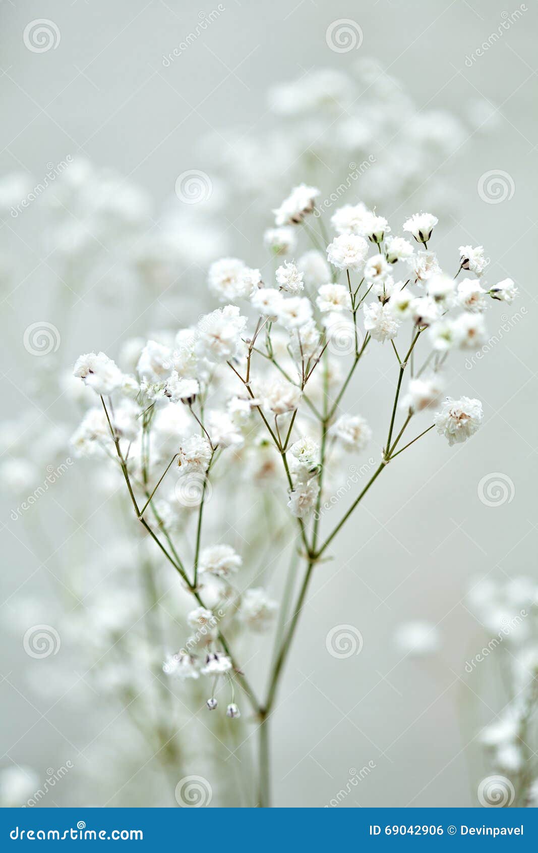 flores brancas para decoração