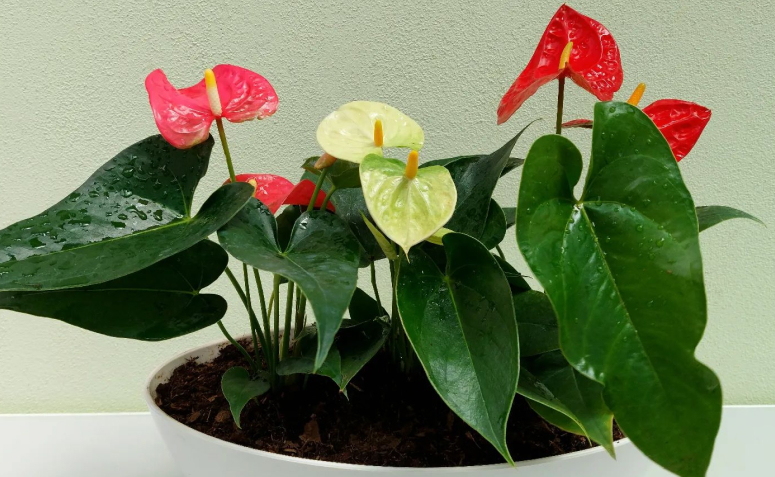 flores de dentro de casa