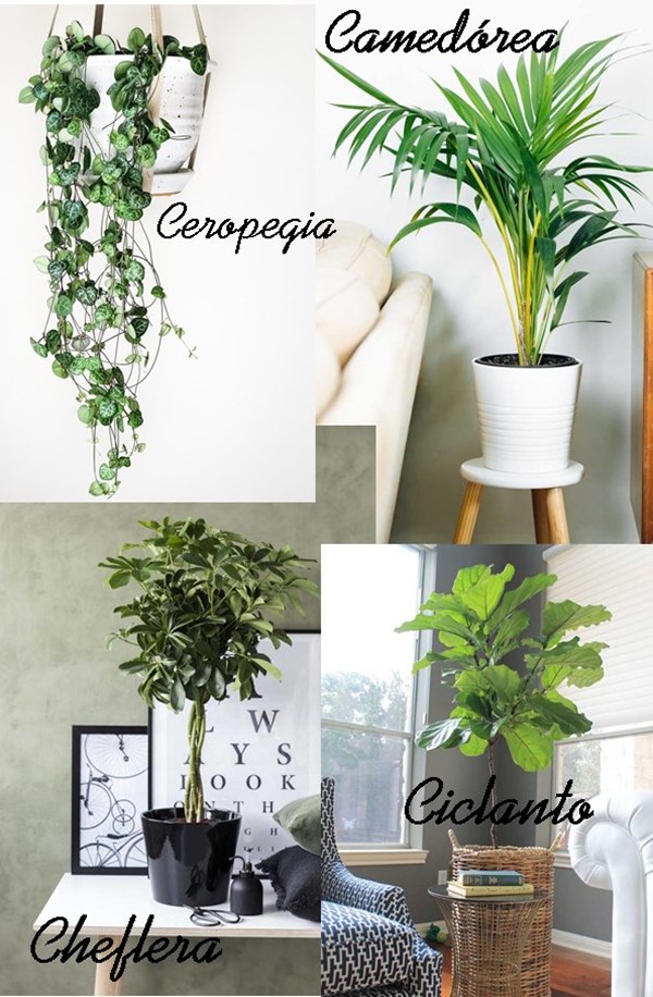 flores de interior vs. flores de exterior: qual a melhor opção?