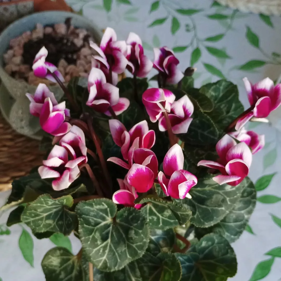 quanto custa manter flores de interior saudáveis