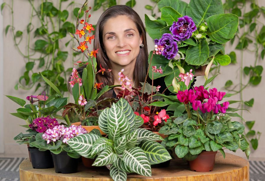 como escolher flores de interior para cada cômodo