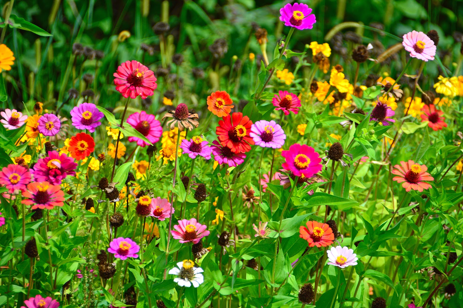 plantas para sol pleno