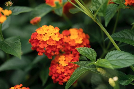plantas para sol pleno