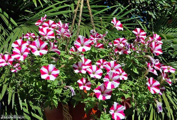 flores resistentes ao calor