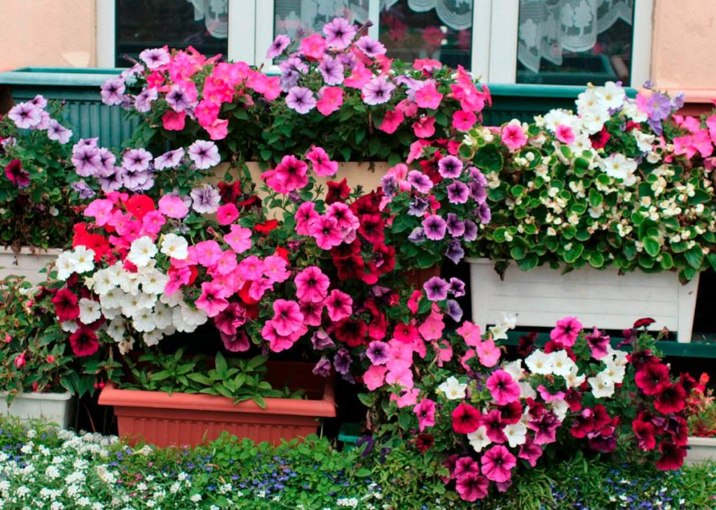 flores de verão para jardim