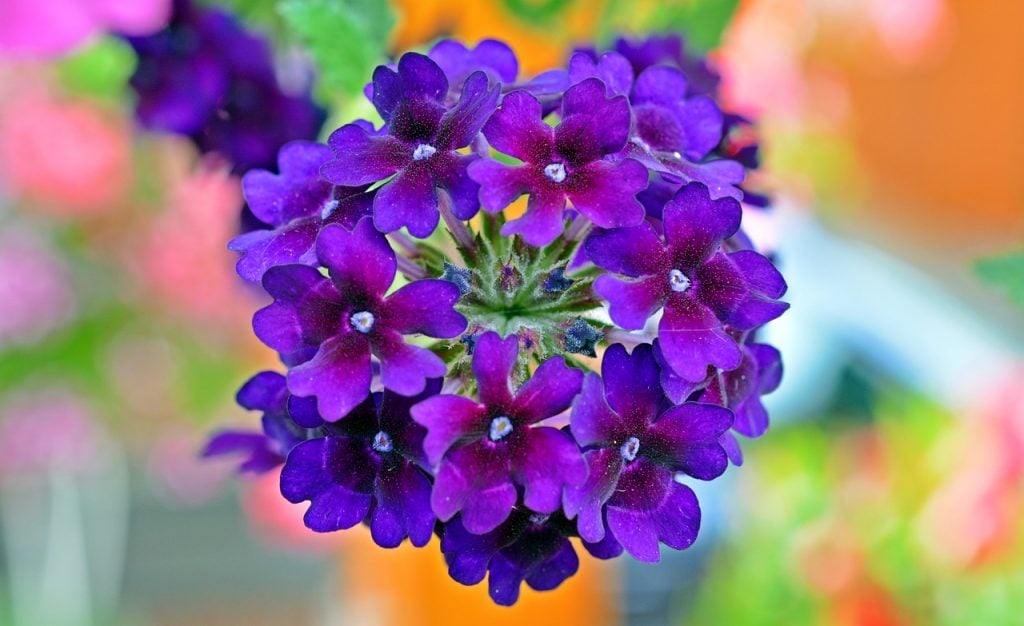 flores para varanda ensolarada