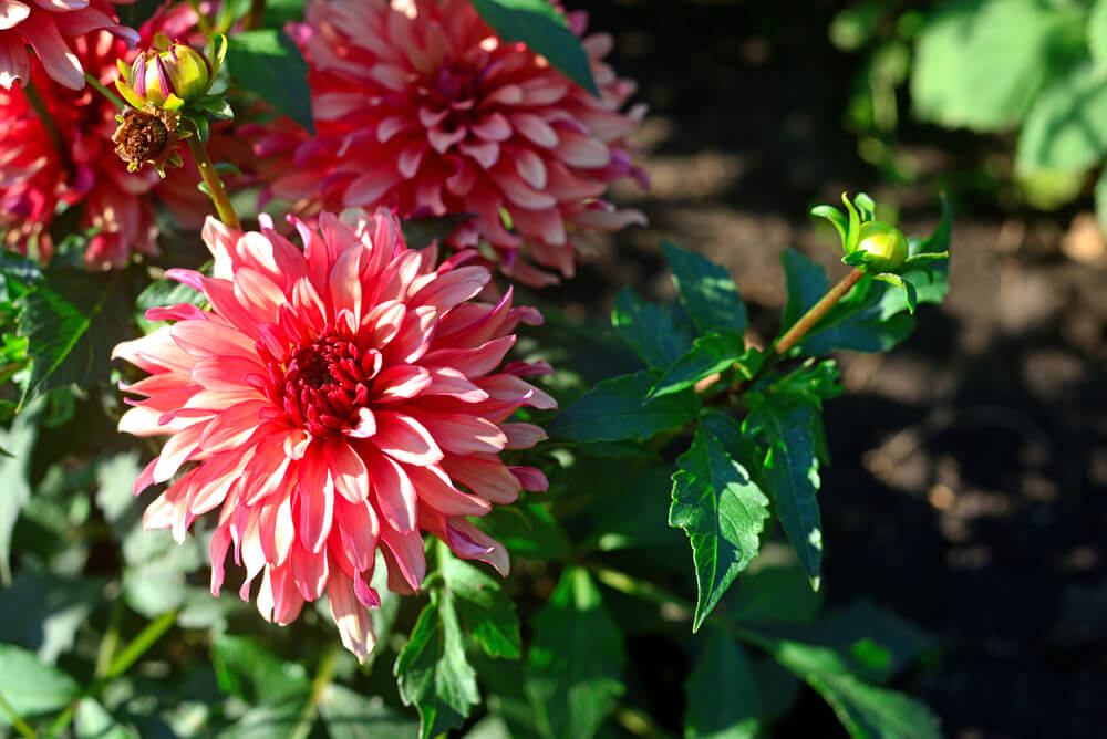 flores coloridas para sol intenso