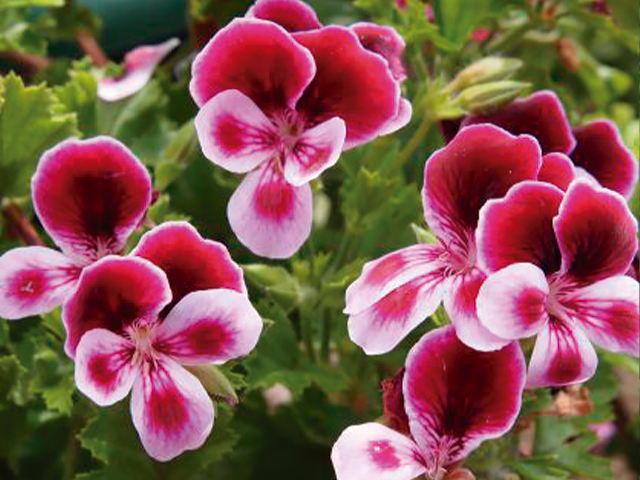 flores resistentes ao calor