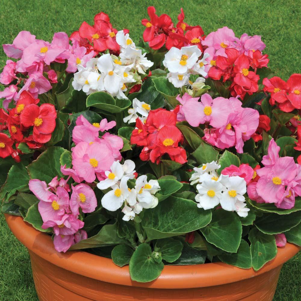 flores que amam sol forte