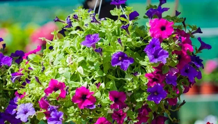 plantas para sol pleno