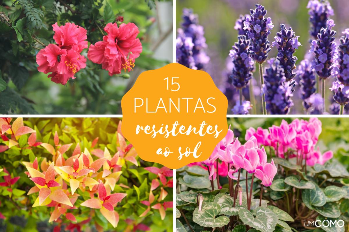 flores resistentes ao calor