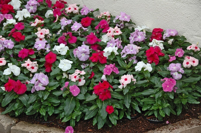 flores de verão para jardim