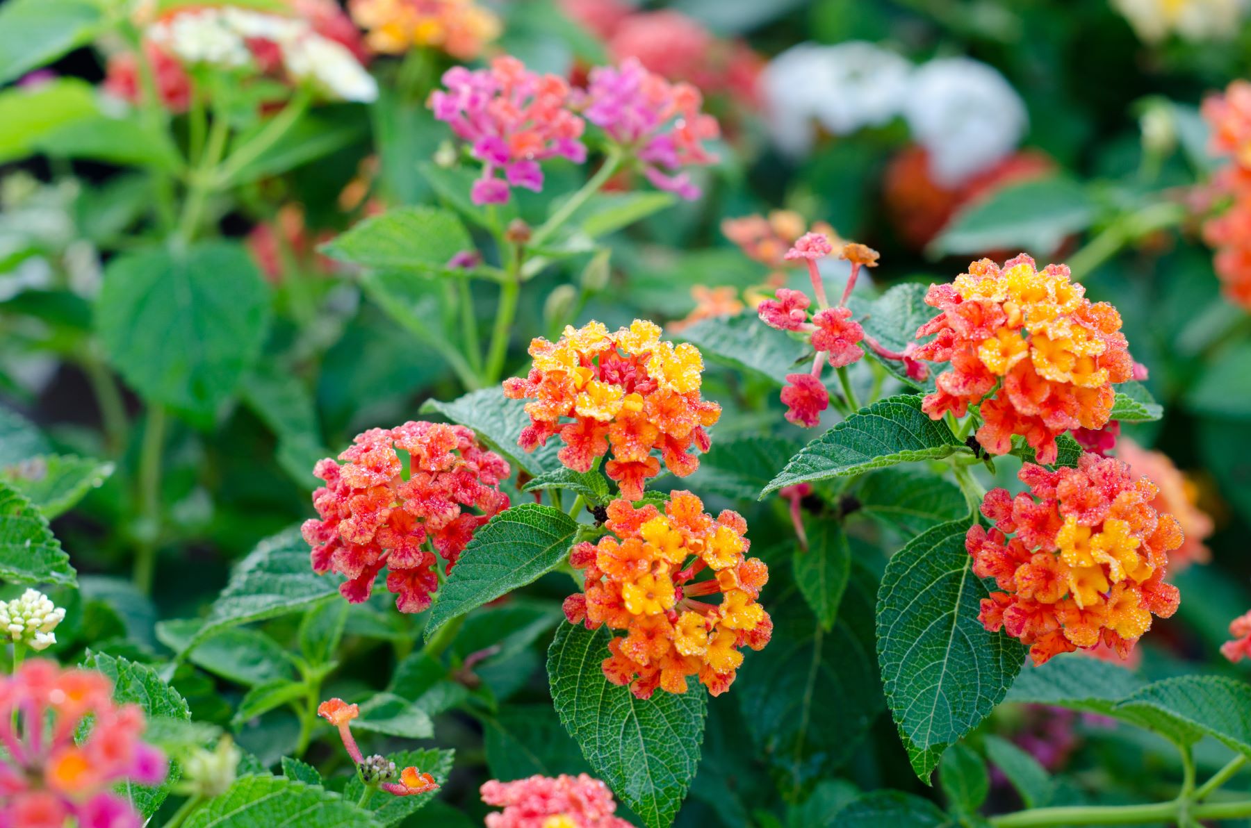 flores que não morrem no sol