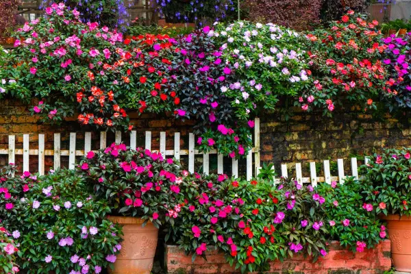 flores para varanda ensolarada