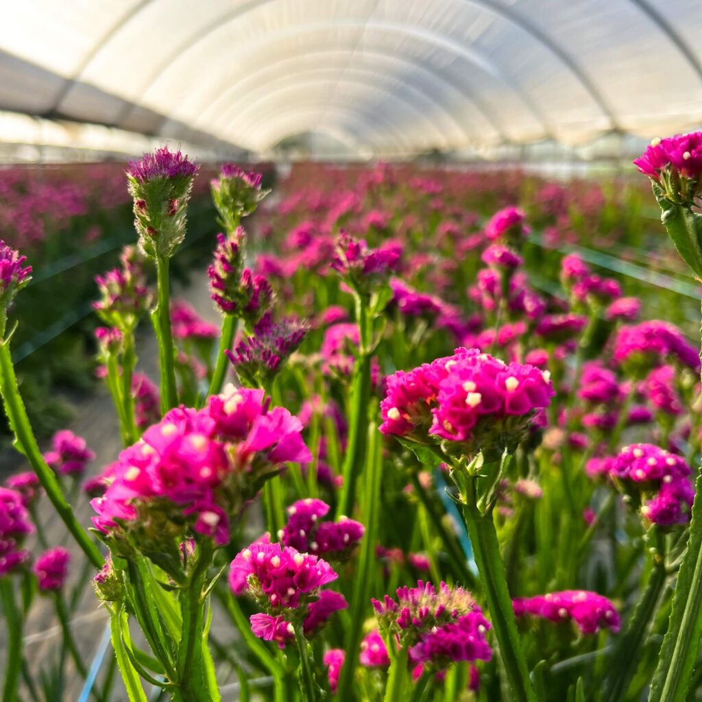 plantas fáceis de cuidar no verão