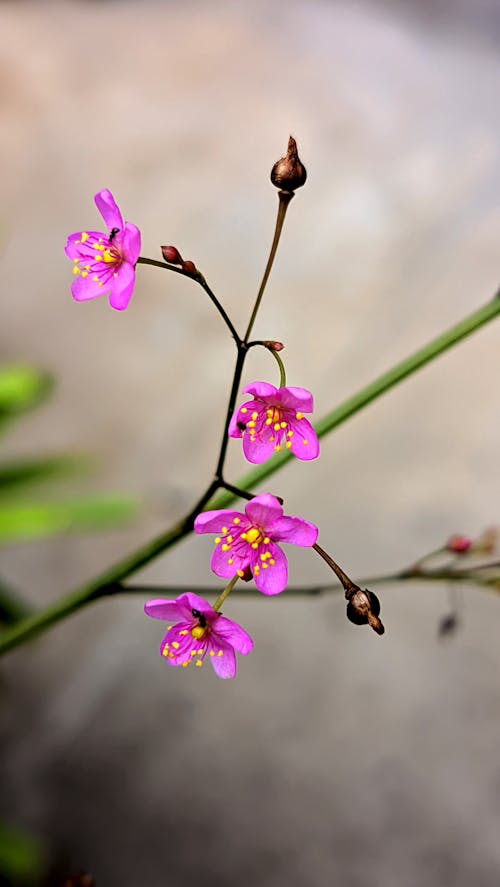 flores delicadas vetor