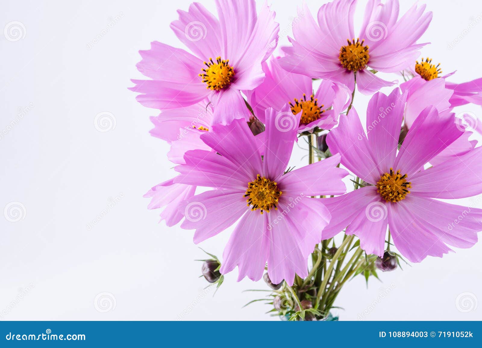 flores delicadas em vasos