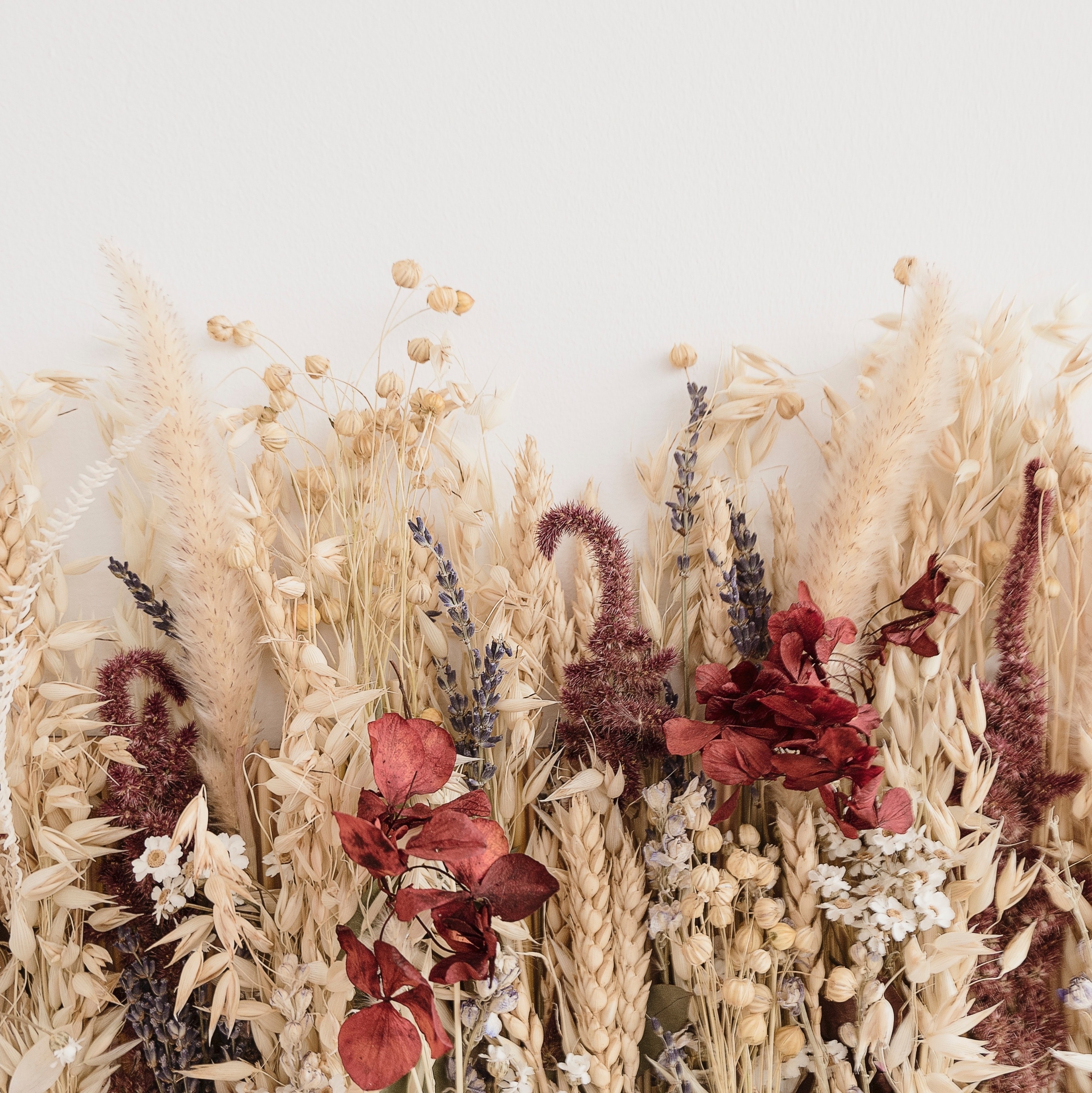 flores desidratadas vs flores frescas: qual a melhor escolha?