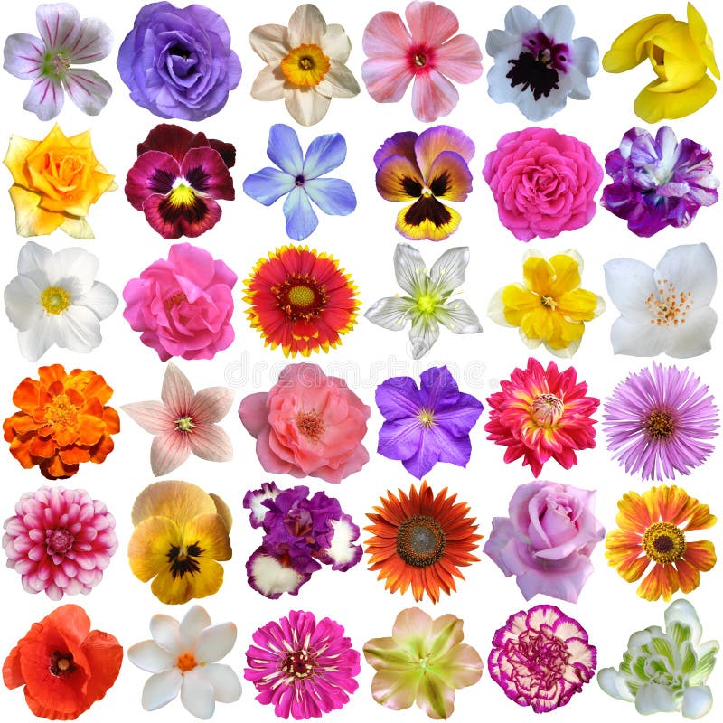 tipos de flores