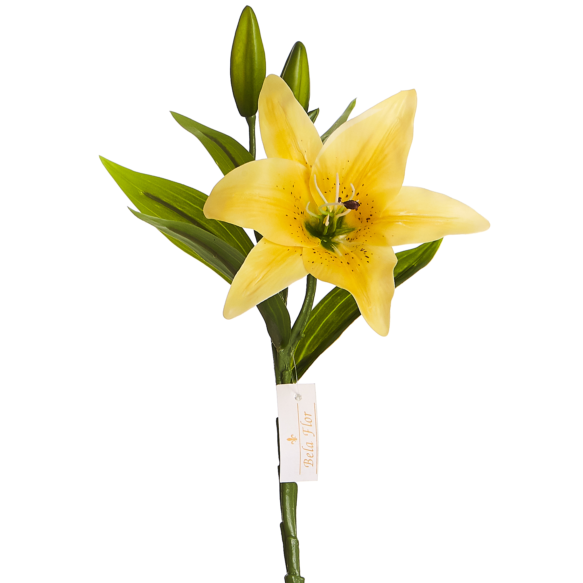 flores exóticas