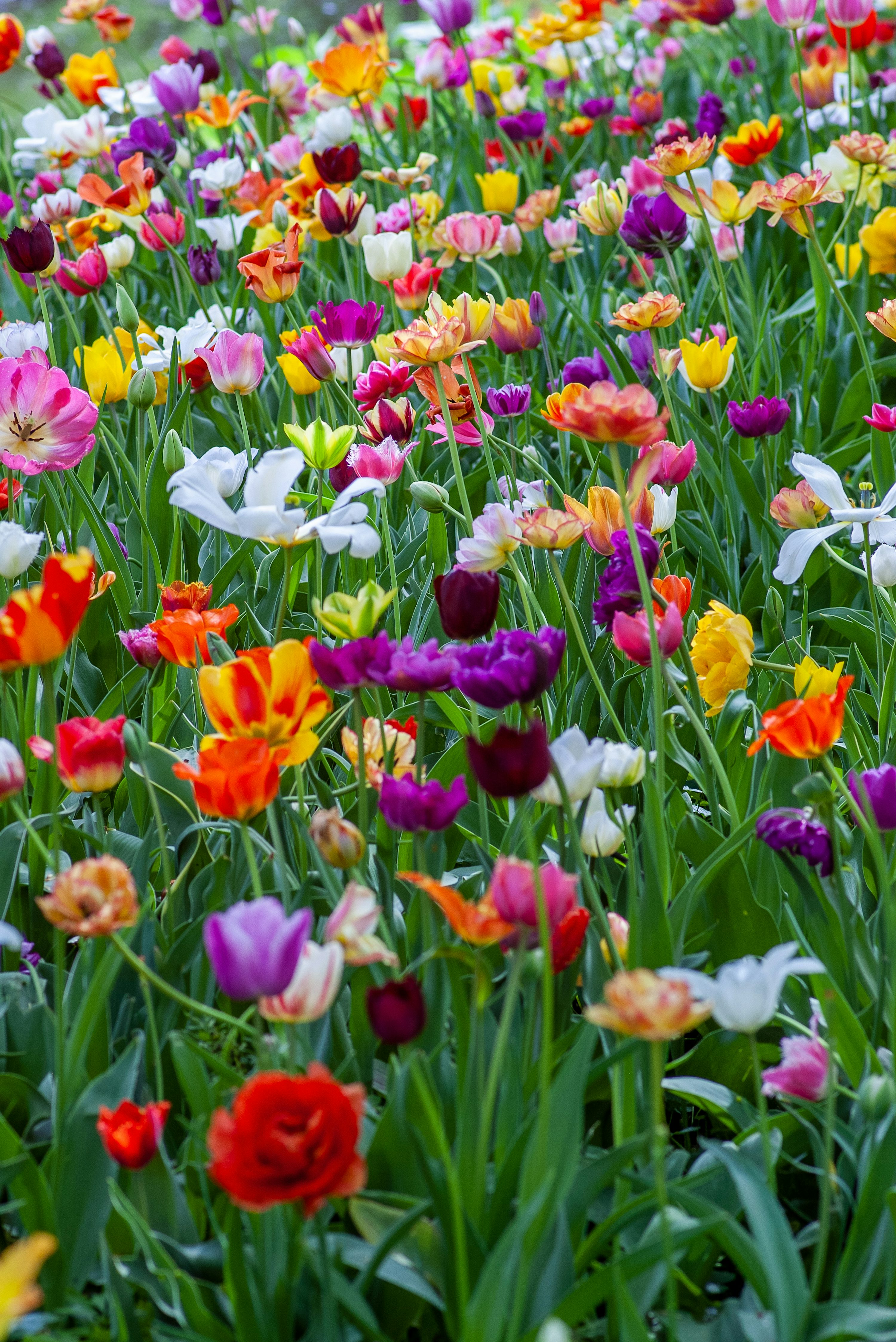 flores para paisagismo