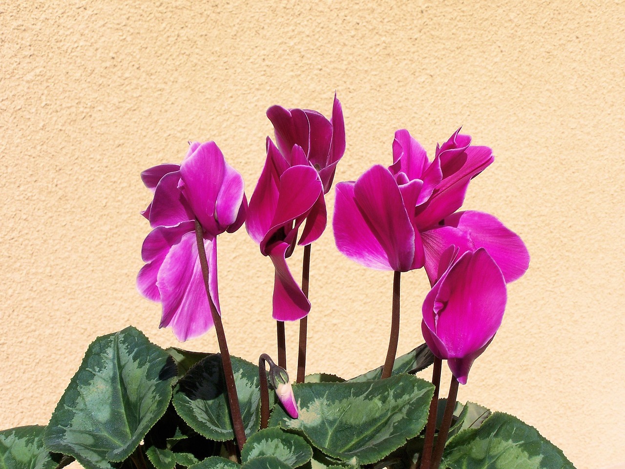 flores para interiores