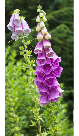 flores de verão