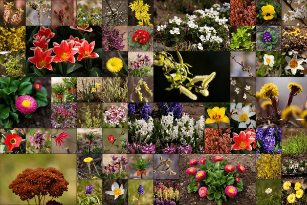 nomes de flores