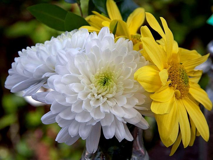 flores para decoração
