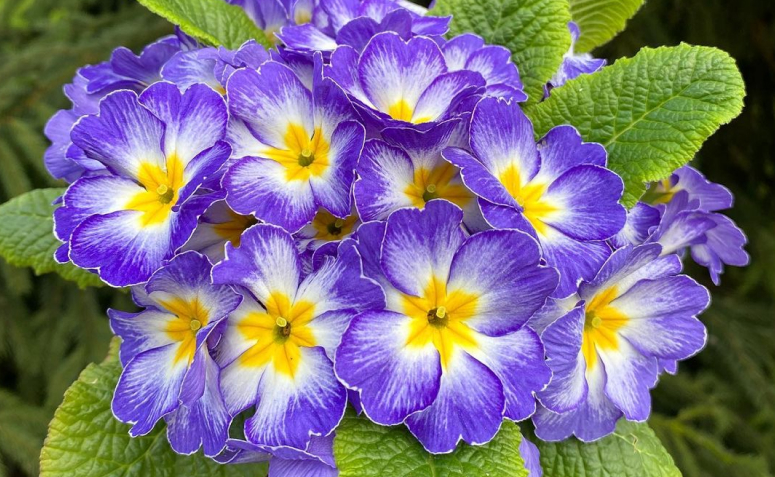 flores coloridas