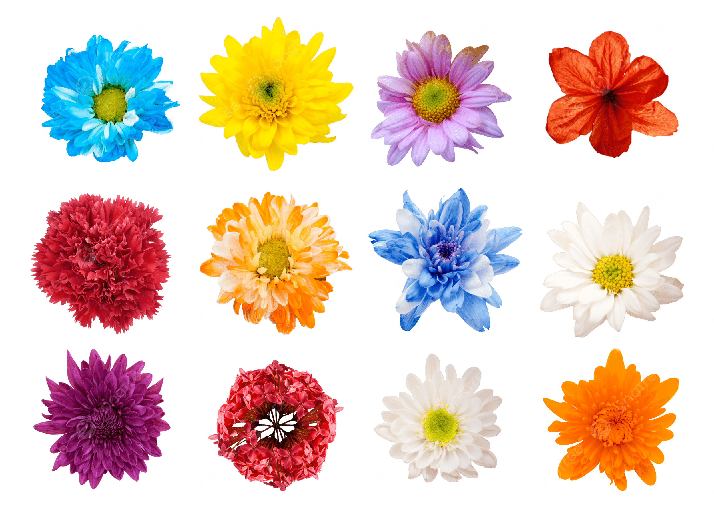 flores tropicais